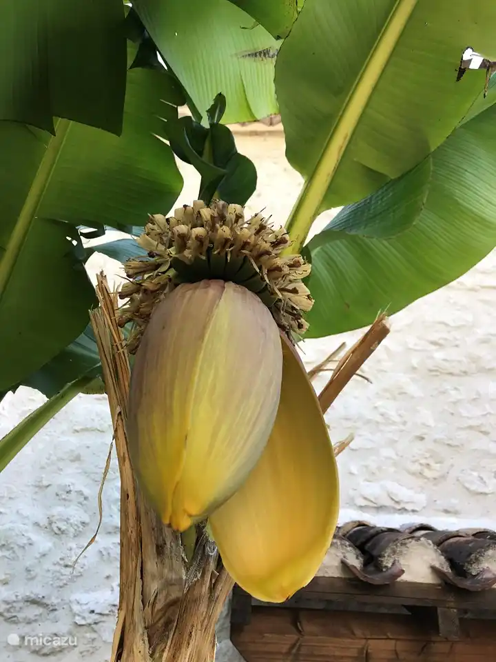 Our banana tree in bloom