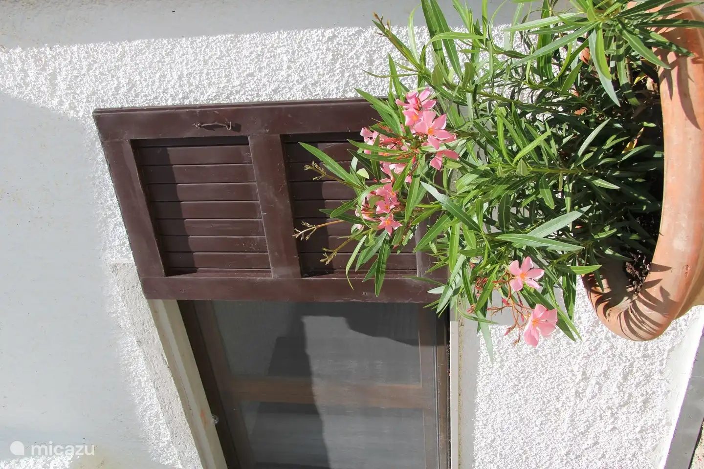 Topf mit Oleander in einer Ecke der Poolterrasse, neben dem Erdgeschoss