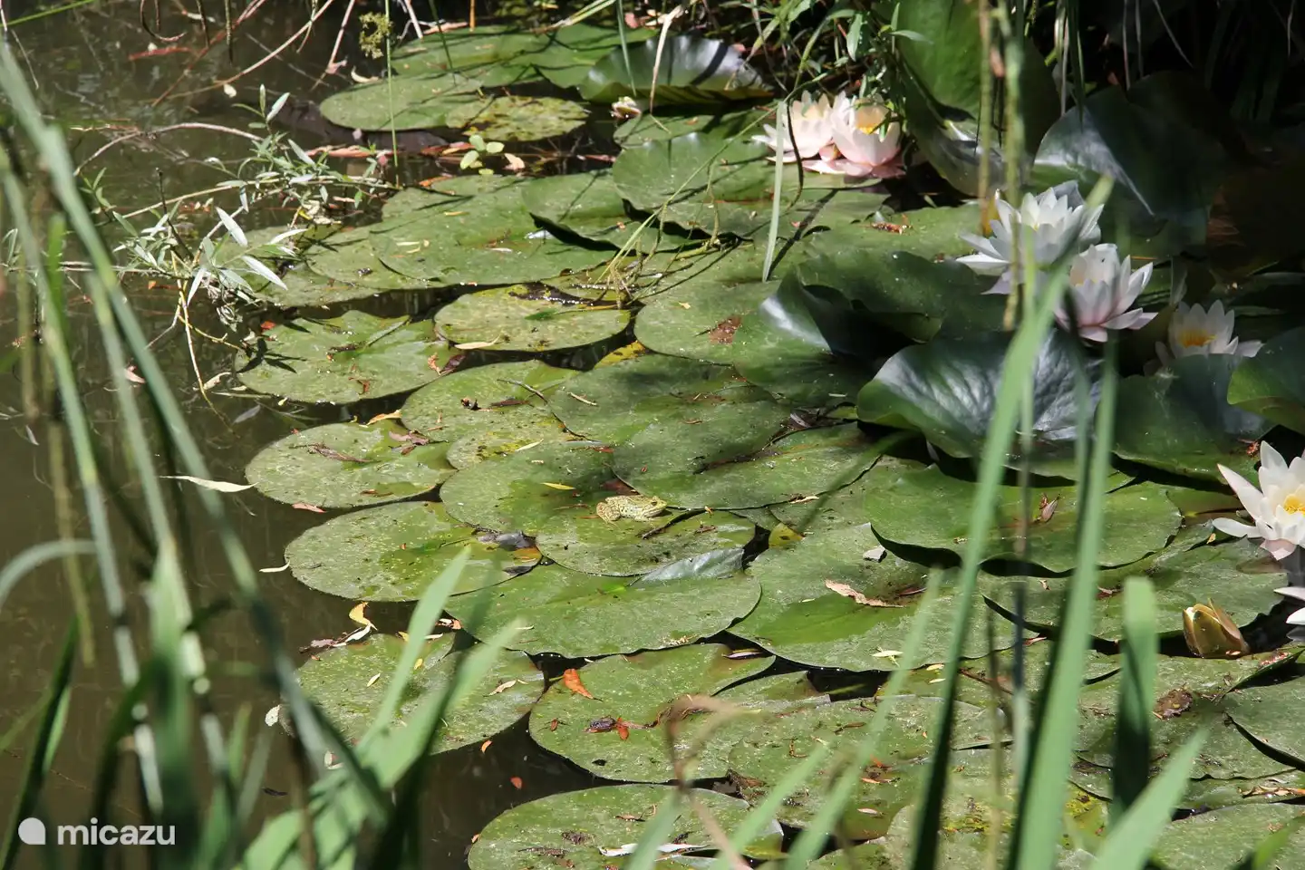 Siehst du den Frosch auf den Seerosenblättern?