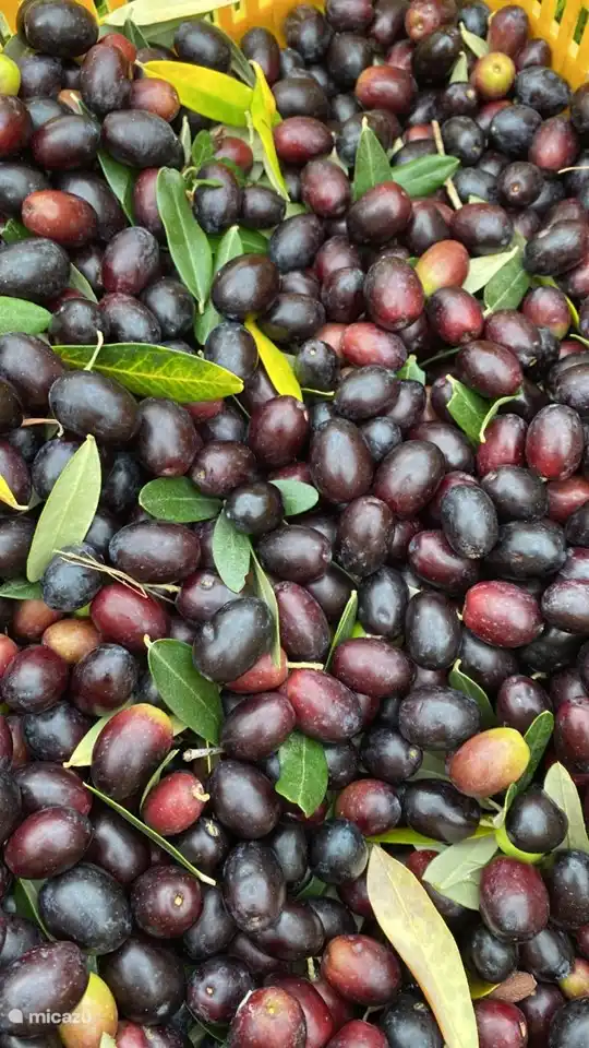 Oliven aus unserem eigenen Garten