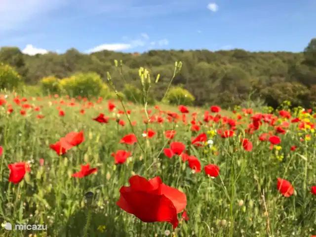 Location de Vacances France, Vaucluse, Saumane-de-Vaucluse, villa - Villa113 Domaine les Demeures du Luc Coquelicots au printemps