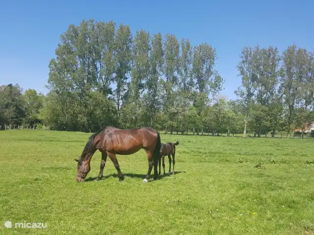 feliz en holanda en Países Bajos, Holanda del Norte, Schoorl - casa vacacional Cría de caballos a poca distancia de nuestra casa, hay yeguas con potros casi todo el año