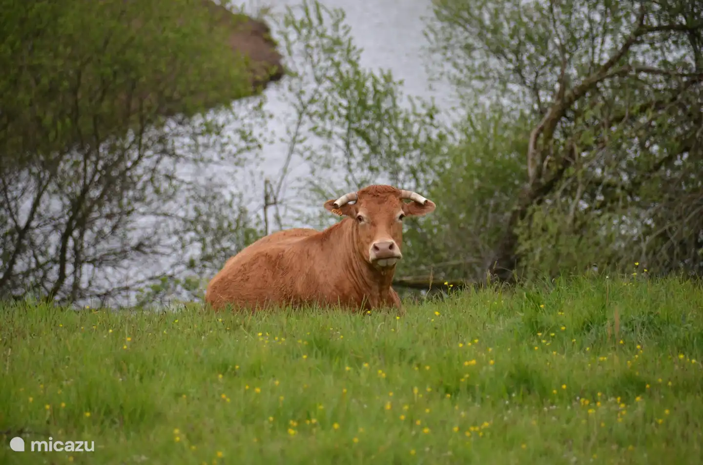 Die Limousinenkühe dominieren die Landschaft. Das Limousinenfleisch ist weithin bekannt und wird für seinen außergewöhnlichen Geschmack gelobt.