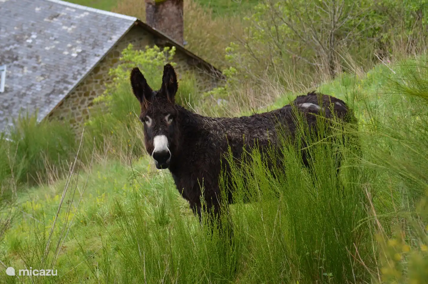 Die Esel im Tal machen sich von Zeit zu Zeit bemerkbar und lieben altbackenes Brot.