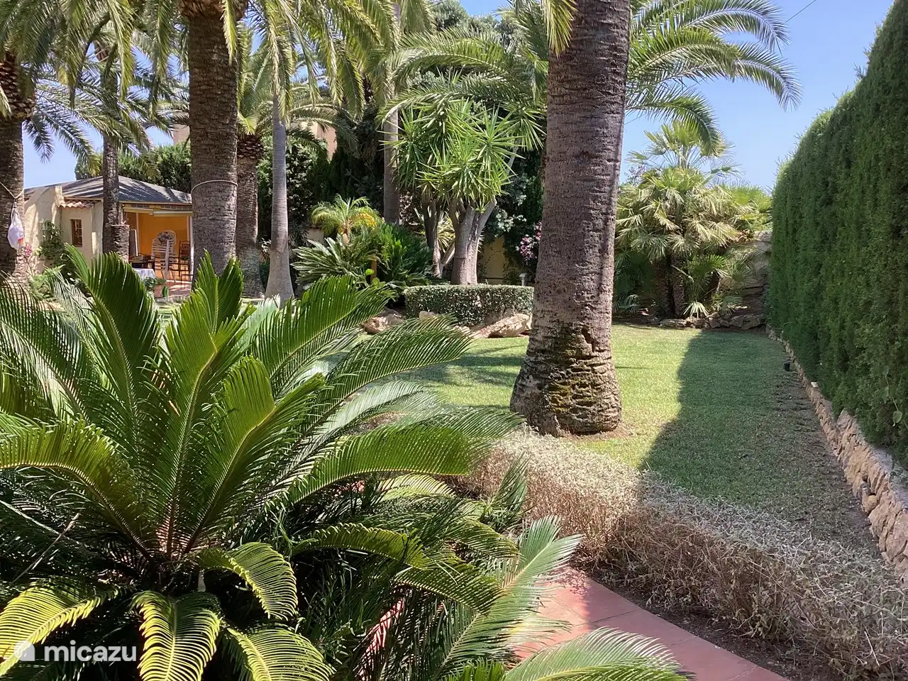 Im Garten gibt es mehrere Bäume: Granatapfelbaum, Nisperos cumquad sowie einen Orangen- und Zitronenbaum.