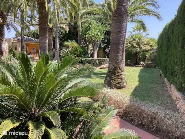 Villa Sentosa huren in Spanje, Costa Blanca, Altea - villa In de tuin staan verschillende bomen : granaatappelboom, nisperos cumquad en verder is ook een appelsien-en citroenboom.