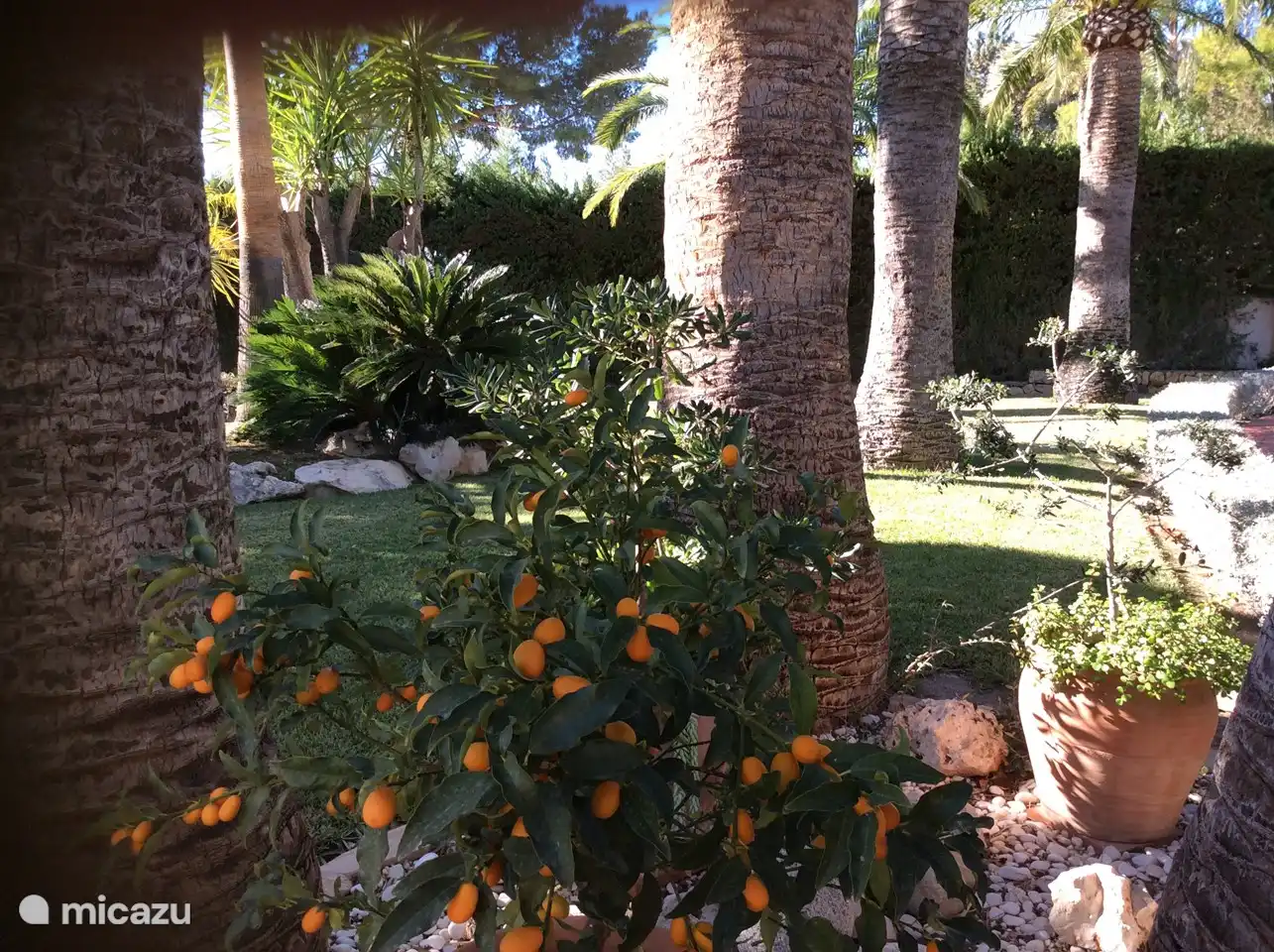 Schöner Garten mit Palmen und leckerem Kumquat.