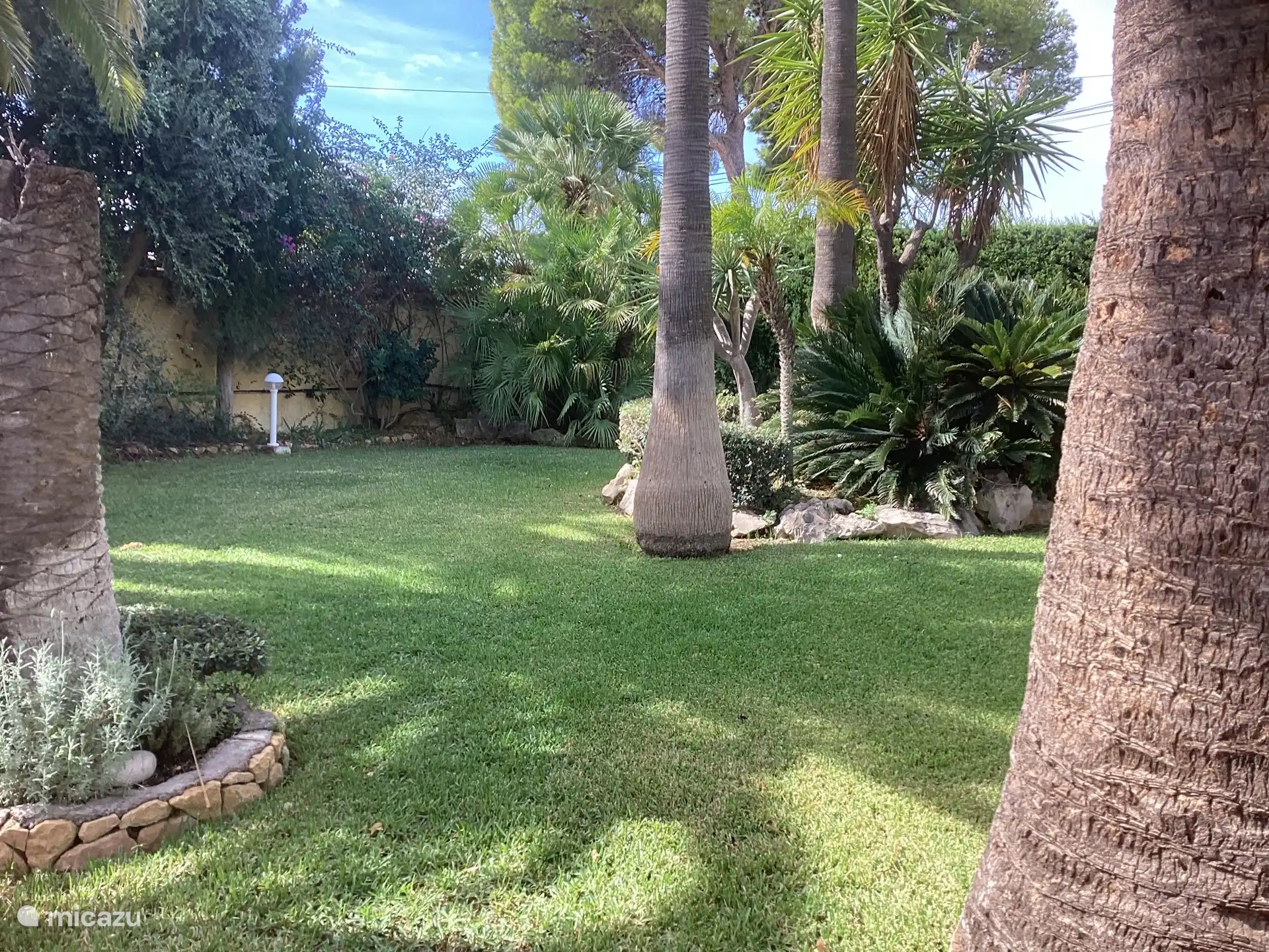 In der hinteren Ecke schönes Palmito.