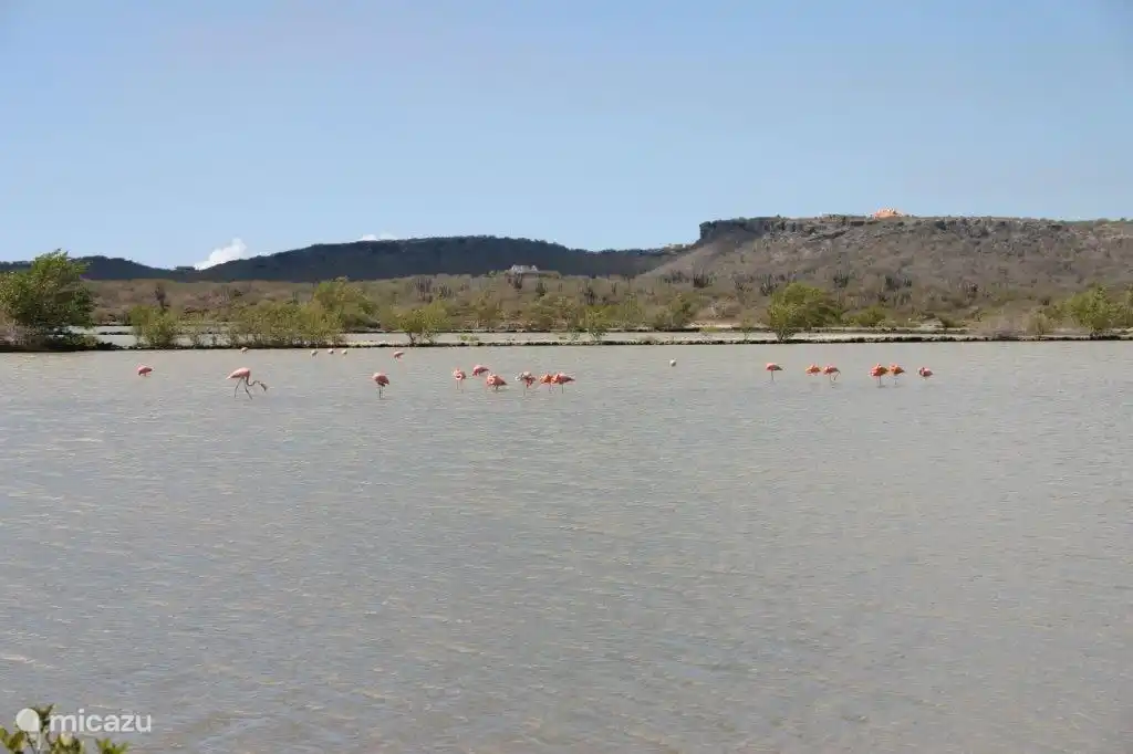 Marais salants avec flamants roses accessibles à pied