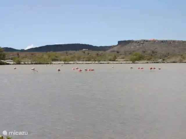Tortuga huren in Curaçao, Curacao-Midden, Sint Michiel - blokhut / lodge Zoutpannen met flamingo's op loopafstand