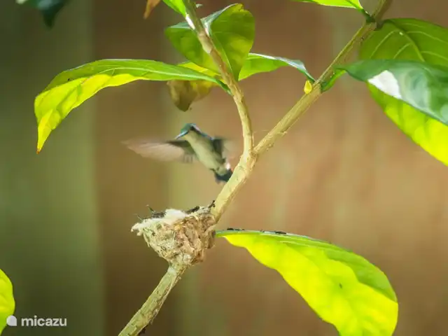 Tortuga huren in Curaçao, Curacao-Midden, Sint Michiel - blokhut / lodge Uitgebreide fauna in eigen tuin