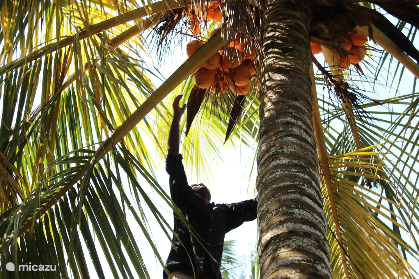 Priyantha-Sammelnkönigkokosnuss im Garten