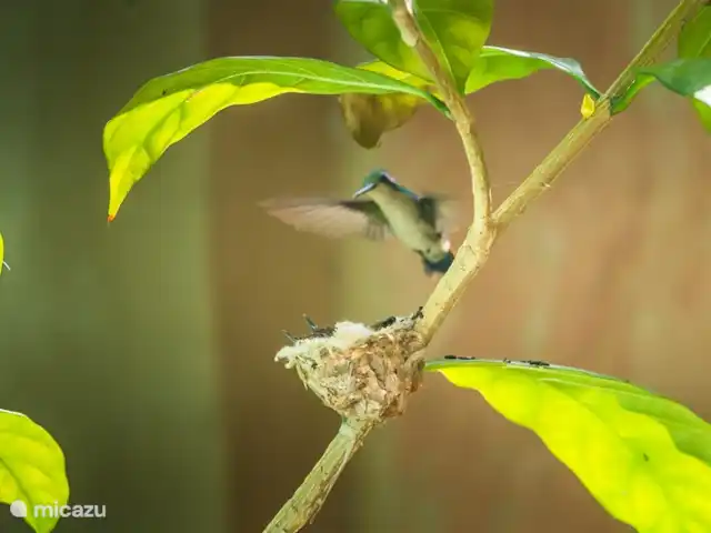Mariachi huren in Curaçao, Curacao-Midden, Sint Michiel - blokhut / lodge Uitgebreide fauna in eigen tuin