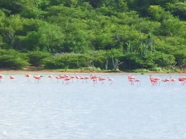 Mariachi huren in Curaçao, Curacao-Midden, Sint Michiel - blokhut / lodge Zoutpannen met flamingo's op loopafstand