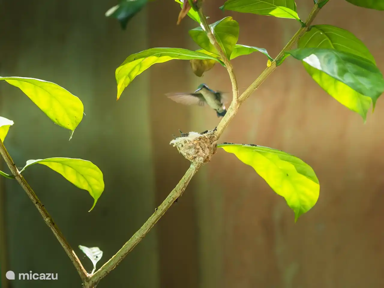 Faune abondante dans votre propre jardin
