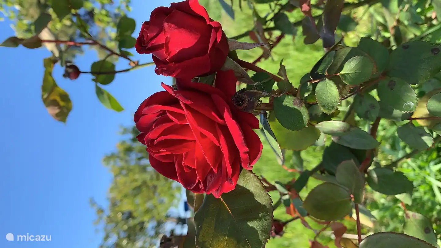 roses in the garden