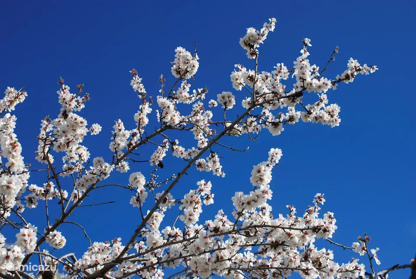 Mandelblüte im Januar