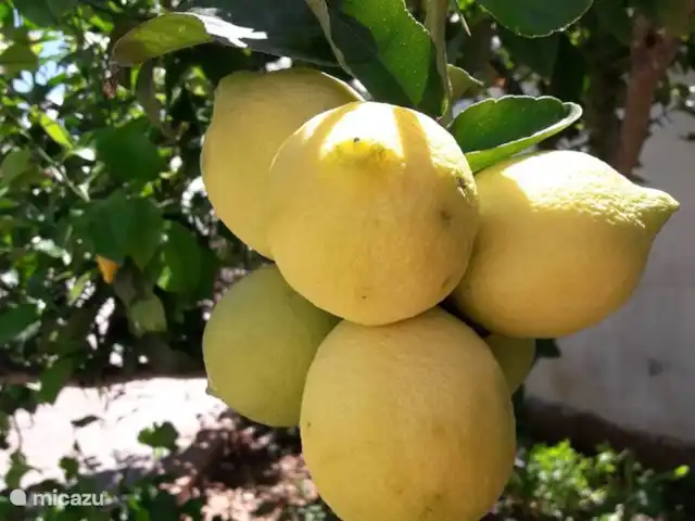 Casa El Algarrobo | Espagne, Costa del Sol, Comares - villa ....les citrons que vous pourrez cueillir sur place.
