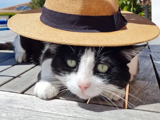 Location de Vacances Espagne, Andalousie, Arenas, maison de vacances - Casa Camaleon Notre chat « Zorro »