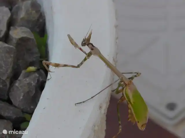 Location de Vacances Espagne, Andalousie, Arenas, maison de vacances - Casa Camaleon visite au jardin