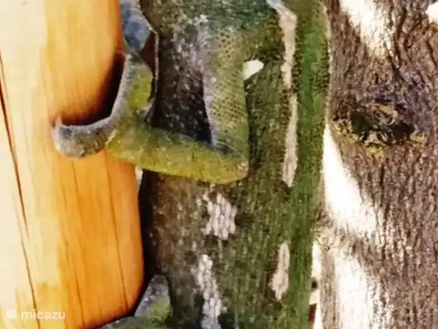 Location de Vacances Espagne, Andalousie, Arenas, maison de vacances - Casa Camaleon visite au jardin