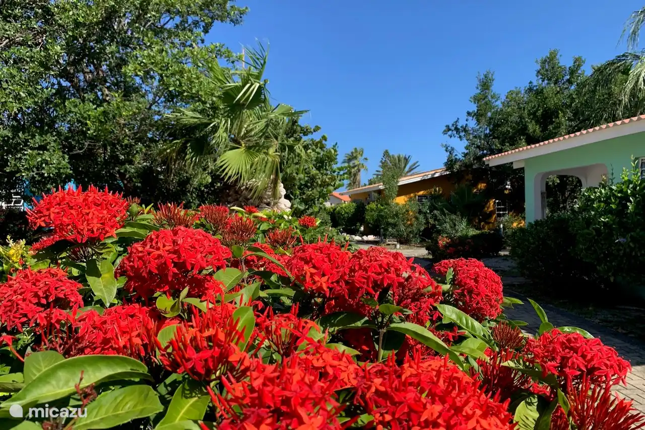Jardin tropical autour de la maison