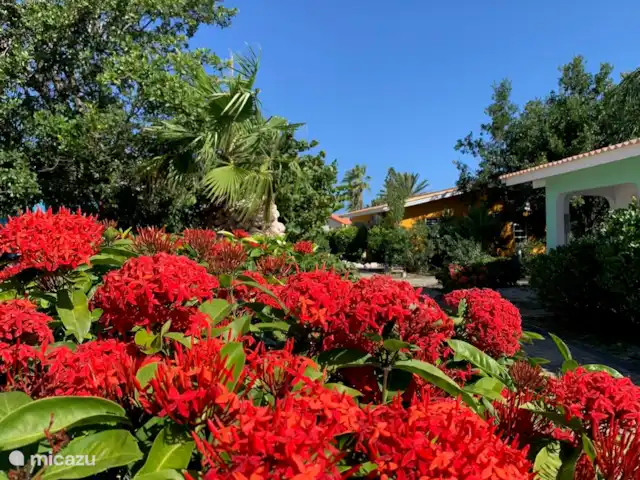 Beau bungalow sur SeruCoral Curaçao | Curaçao, Curaçao-Centre, Partisan du corail - bungalow Jardin tropical autour de la maison