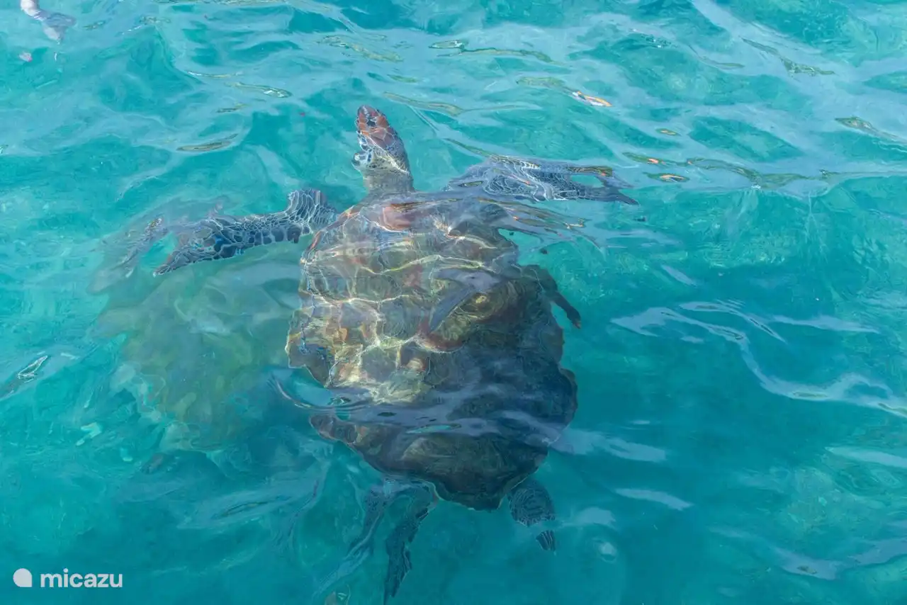 deze schildpad laat je ze zien aan de westkant van het eiland op het strand van Westpunt