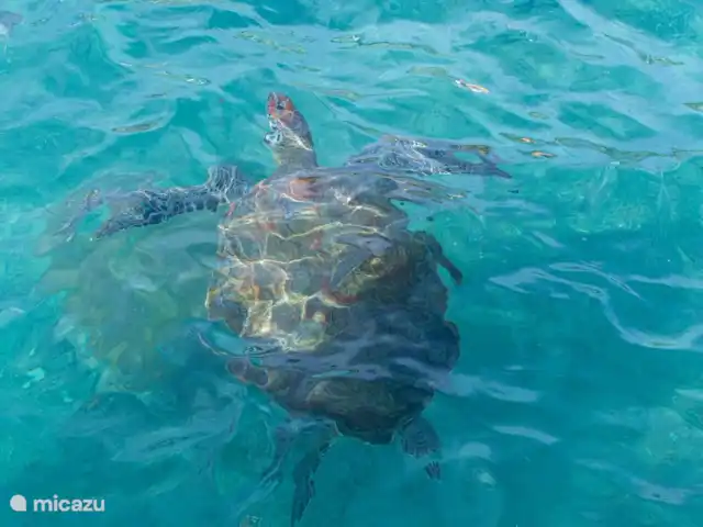 Groupe Jardin G, Milon di Seru | Curaçao, Curaçao-Centre, Santa Rosa-Scherpenheuvel - appartement cette tortue vous les montre du côté ouest de l'île sur la plage de Westpunt