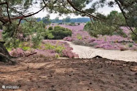 Conseils pour des vacances à Drenthe