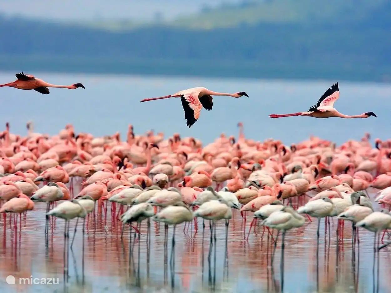 Die Flamingos lieben es, an den Salzseen von Torrevieja und La Mata zu sein