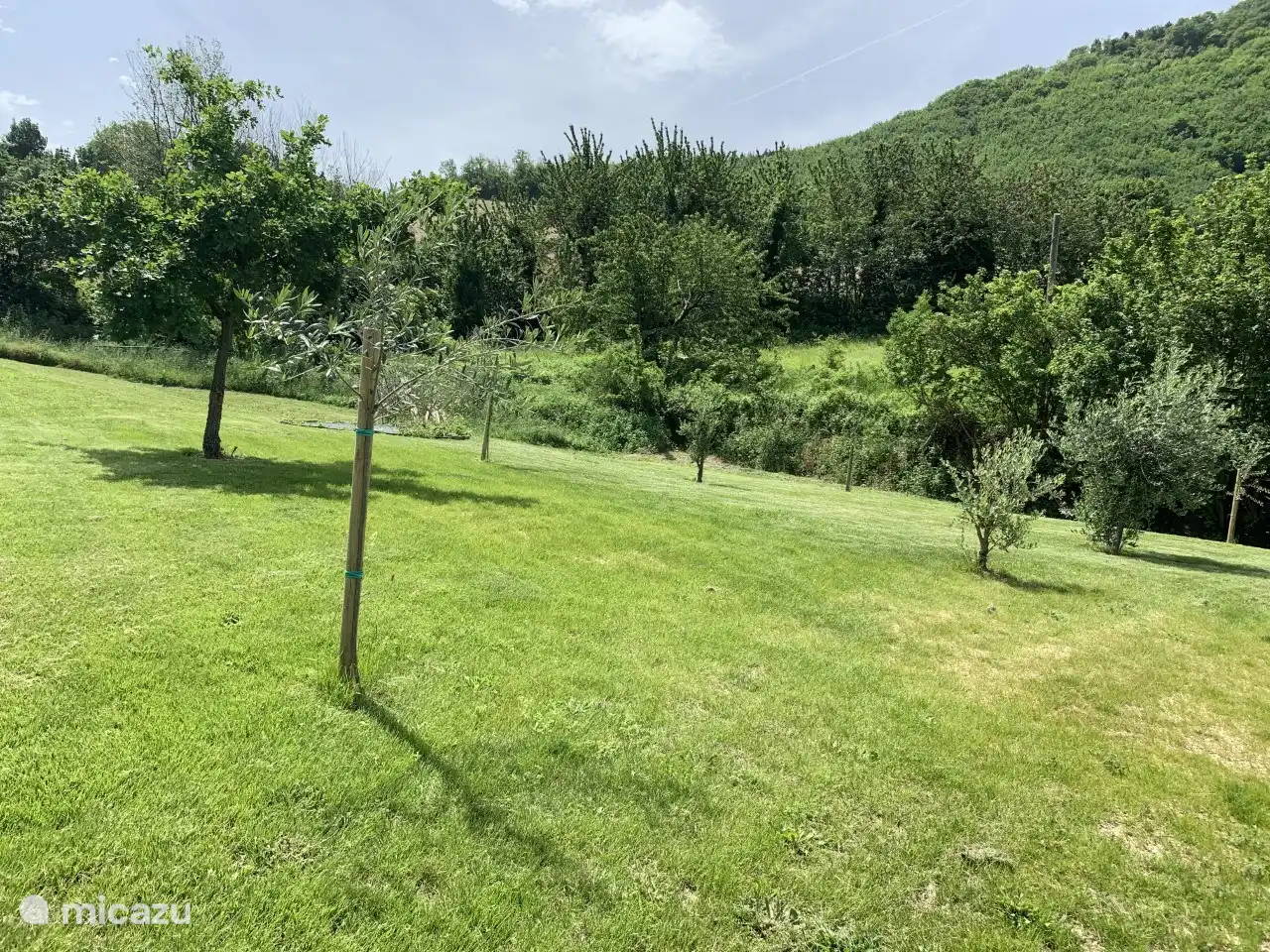 L'année dernière, nous avons planté de nouveaux oliviers dans le jardin derrière la piscine. Vous pouvez également sauter sur le trampoline entre les oliviers !