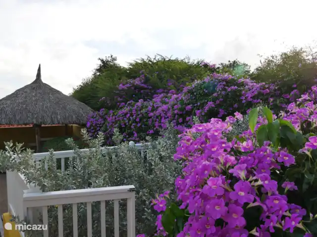 Otrobientu | Curaçao, Banda Ariba (est), Jan Thiel - villa Après 1 averse, le jardin est en fleurs