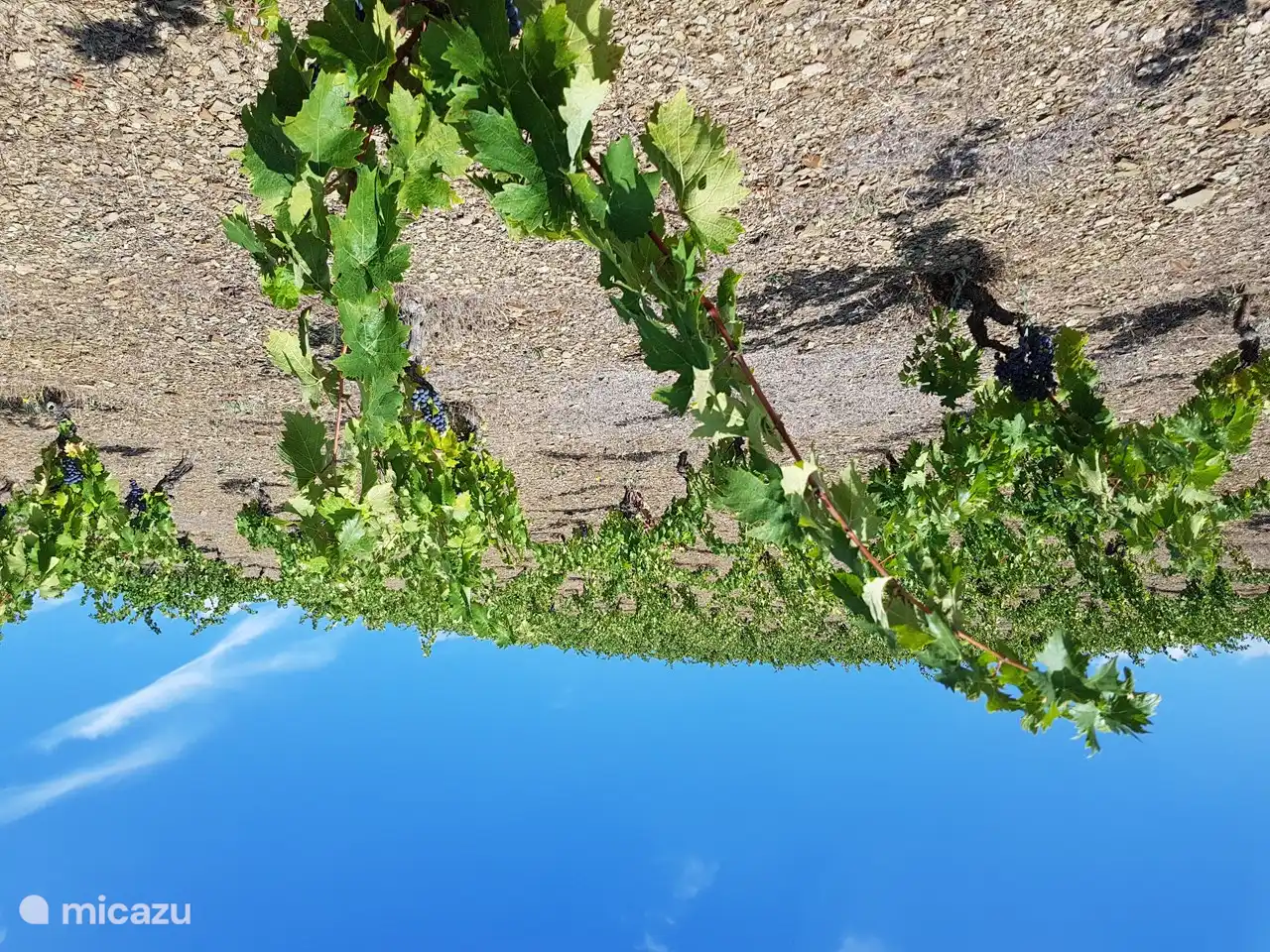 viñedo en Montroy. También hay muchos viñedos en Requena donde también se pueden visitar hermosas bodegas. 
