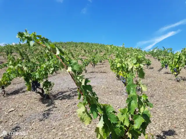 Casa Sol Montroy Valencia, España en España, Valencia, Montroy - casa vacacional viñedo en Montroy. También hay muchos viñedos en Requena donde también se pueden visitar hermosas bodegas.