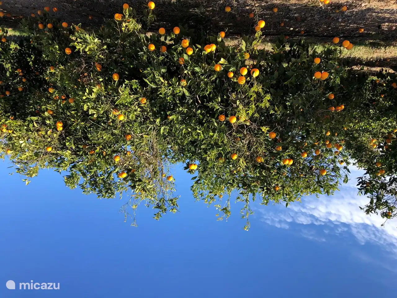 Esta zona es conocida por sus muchos campos de cítricos, incluidos diferentes tipos de naranjas.