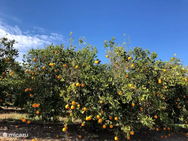 Casa Sol Montroy Valencia, España en España, Valencia, Montroy - casa vacacional Esta zona es conocida por sus muchos campos de cítricos, incluidos diferentes tipos de naranjas.