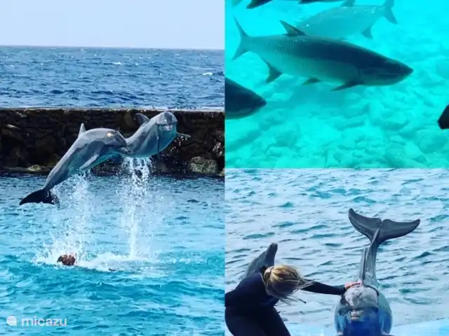 Location de Vacances Curaçao, Banda Ariba (est), Brakkeput Abou, appartement - H&M apartments Curaçao Le Seaquarium est à 10 minutes de l'appartement. Amusant pour petits et grands