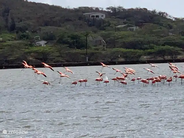 Location de Vacances Curaçao, Banda Ariba (est), Brakkeput Abou, appartement - H&M apartments Curaçao Flamants roses