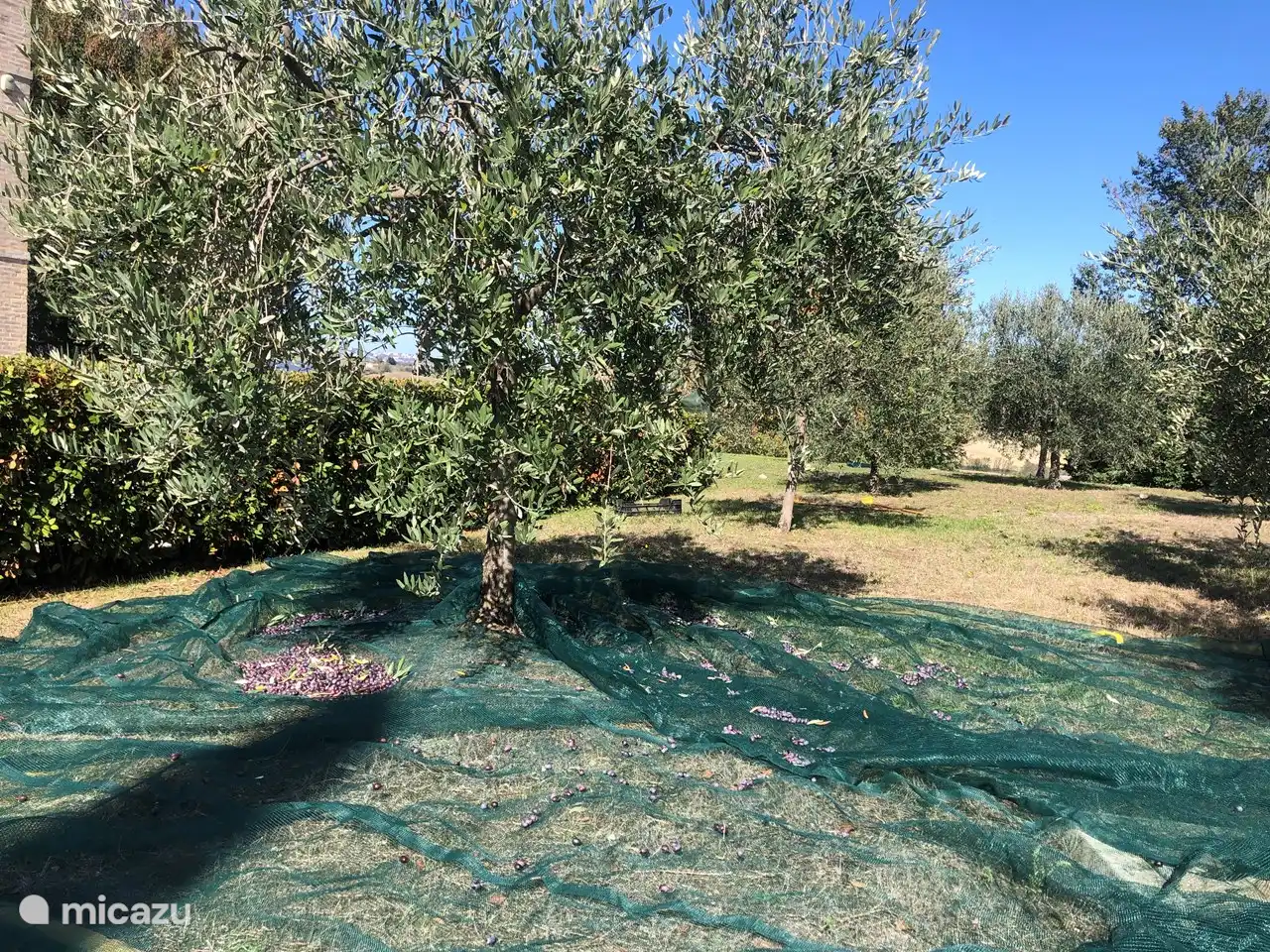 Olivenbäume auf dem Grundstück