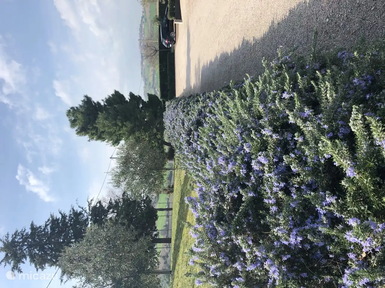 Rosmarin Hecke in voller Blüte