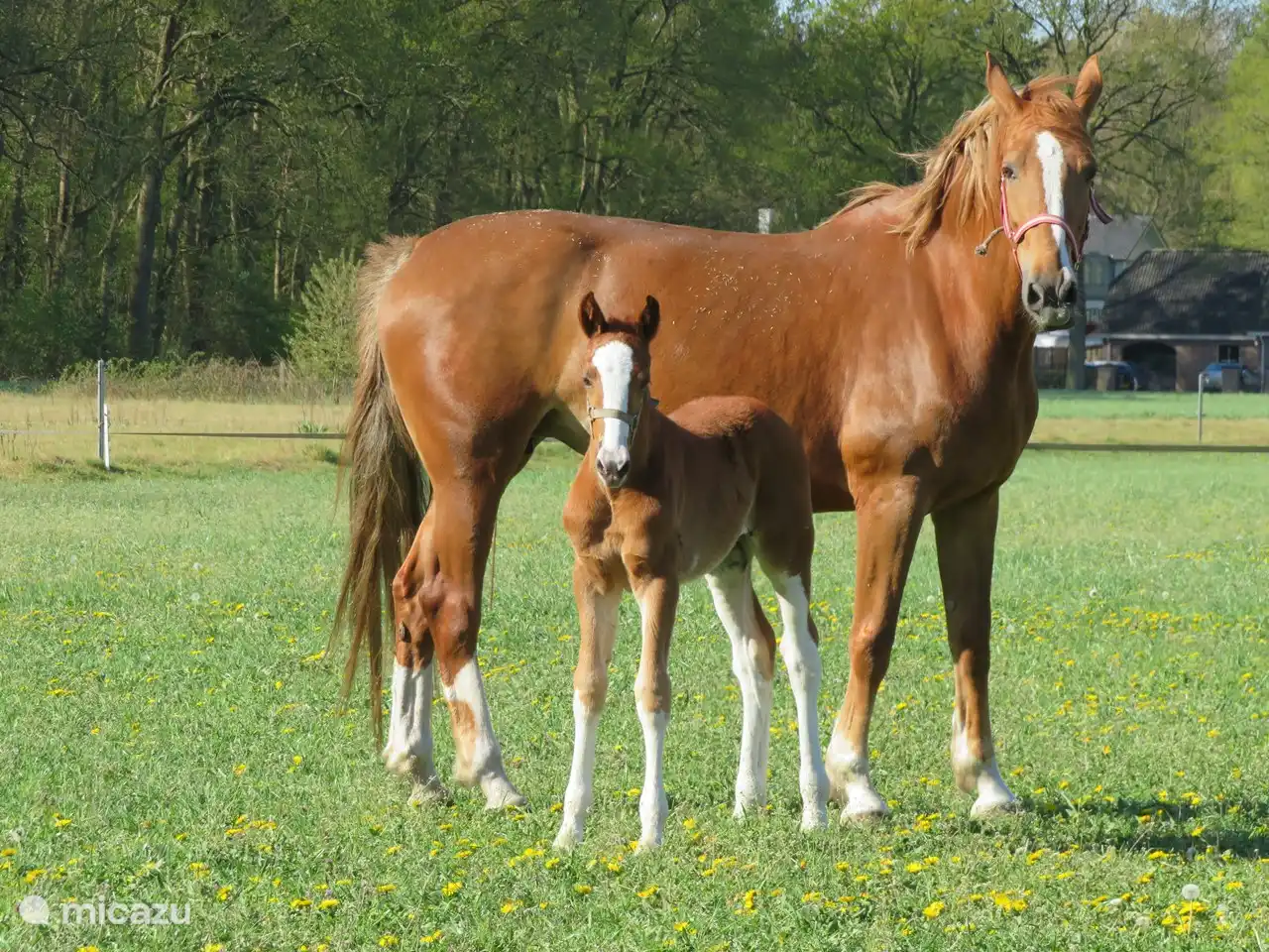 Sie fahren über eine schmale Straße in Richtung Huize Boschlust. Das sind deine Nachbarn!