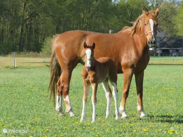 Casa Boschlust en Países Bajos, Güeldres, Hulshorst (Veluwemeer) - bungaló A través de una calle estrecha conduce hacia Huize Boschlust. ¡Estos son tus vecinos!