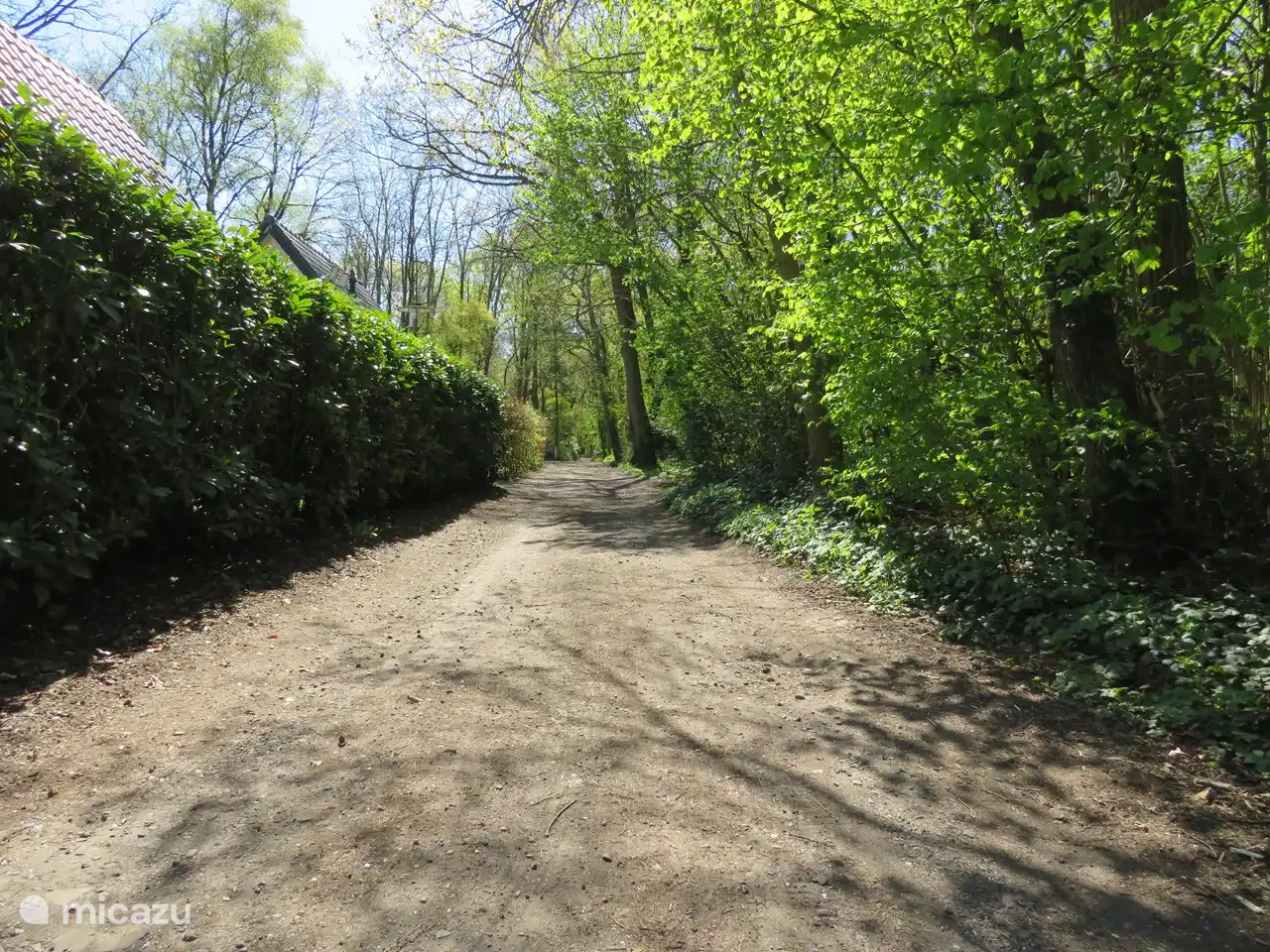 Von der Hütte gehen Sie direkt in den Wald!