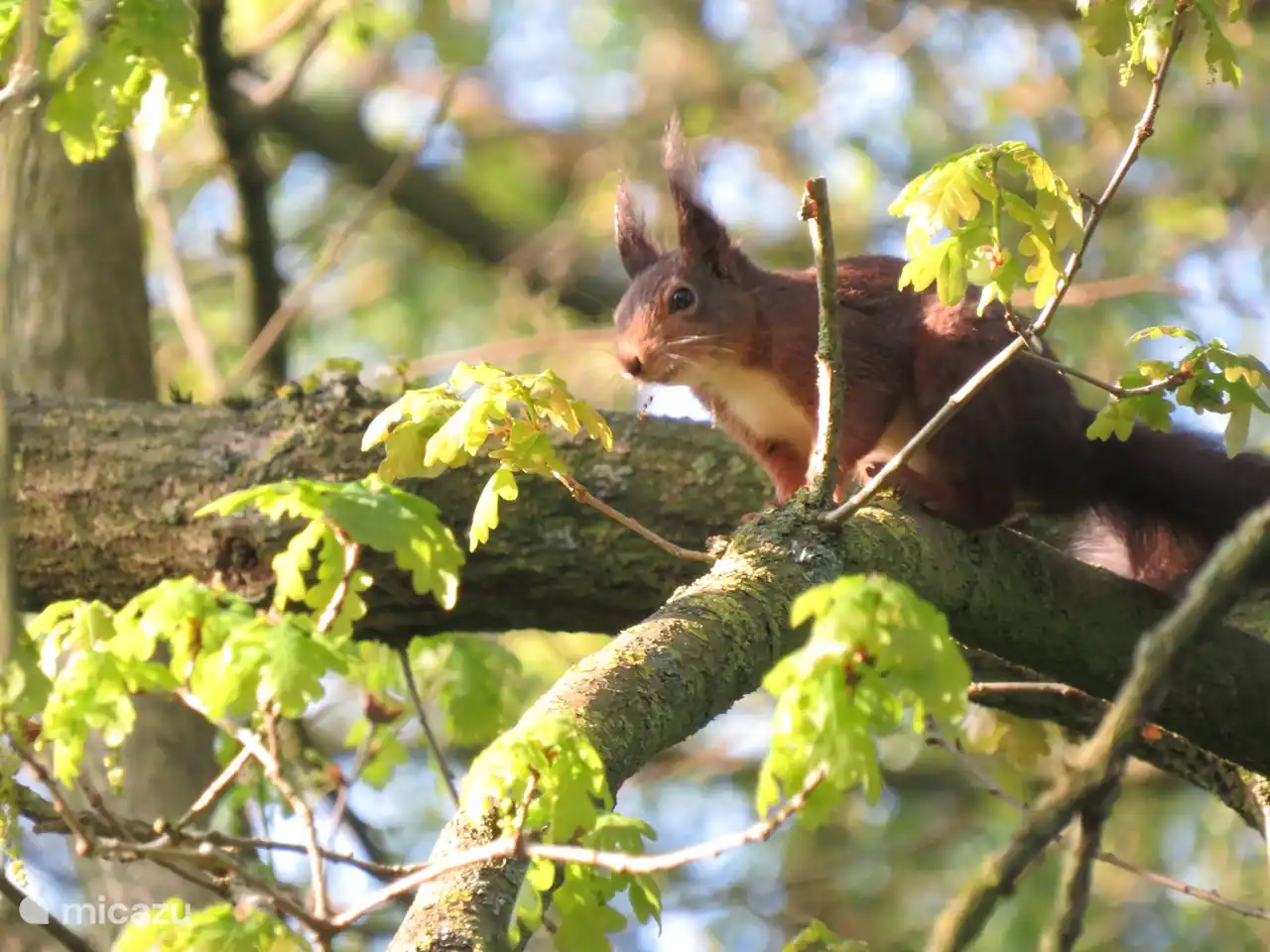 Dieses Foto, buchstäblich neben unserem Ferienhaus aufgenommen. Manchmal können Sie vom Wohnzimmer aus bis zu 5 gleichzeitig sehen! Das ist schön aufzuwachen!