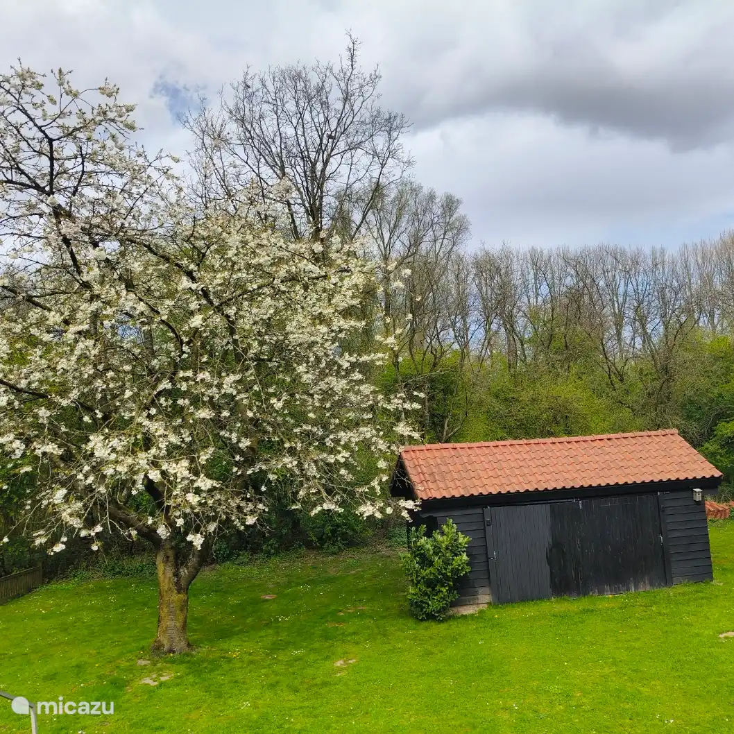 Backyard adjacent to forest