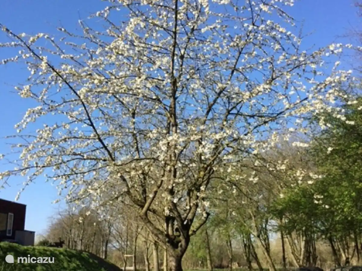 Der Garten hinter dem Haus mit dem schönen Kirschbaum in voller Blüte.