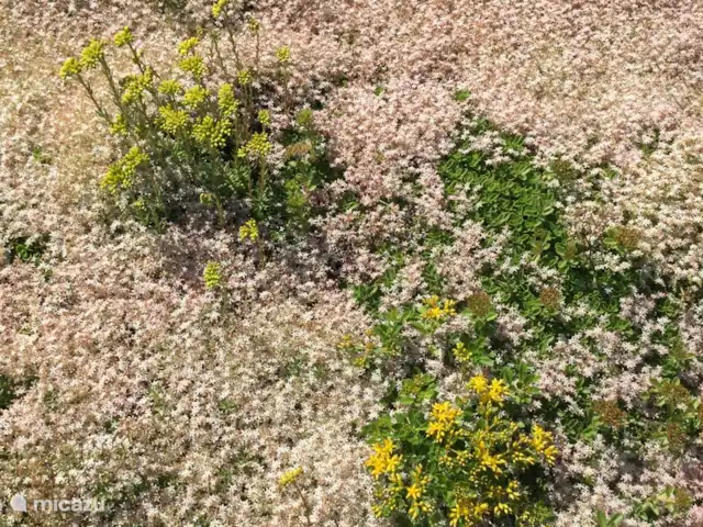 Location de Vacances Pays-Bas, Utrecht, Wijk bij Duurstede, maison de vacances - Lieu unique sur l'eau Le sedum fleurit maintenant magnifiquement.