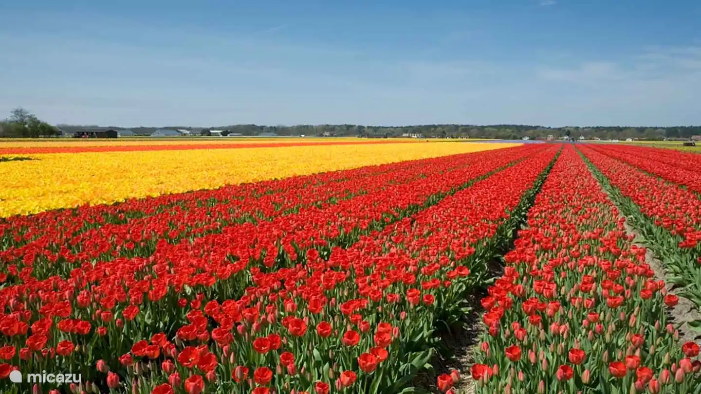 Blick auf die Zwiebelfelder. 