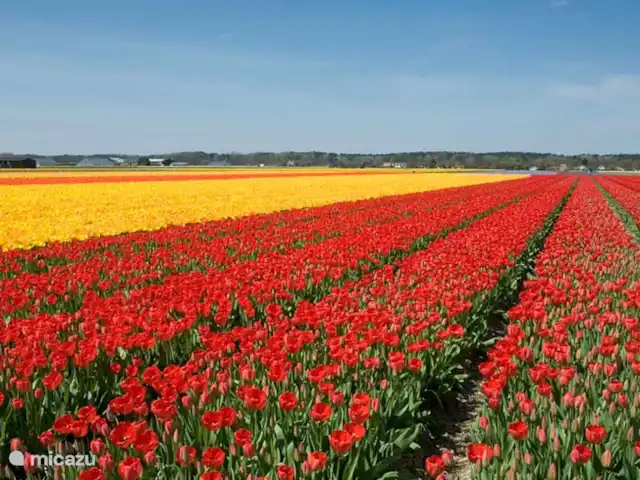 Le plus bel endroit de Noordwijk | Pays-Bas, Hollande méridionale, Noordwijk - maison de vacances Vue des champs de bulbes.
